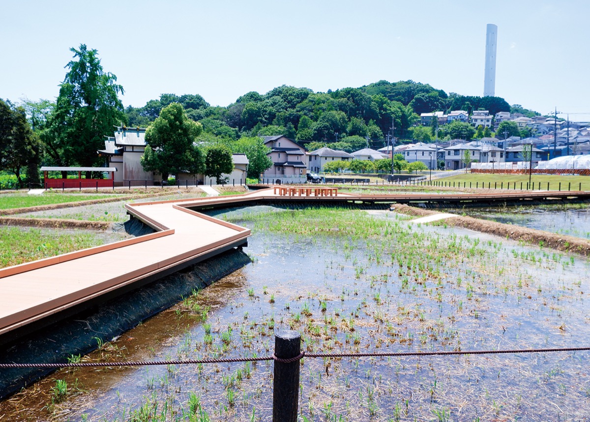 地域の声から｢ハス田公園｣