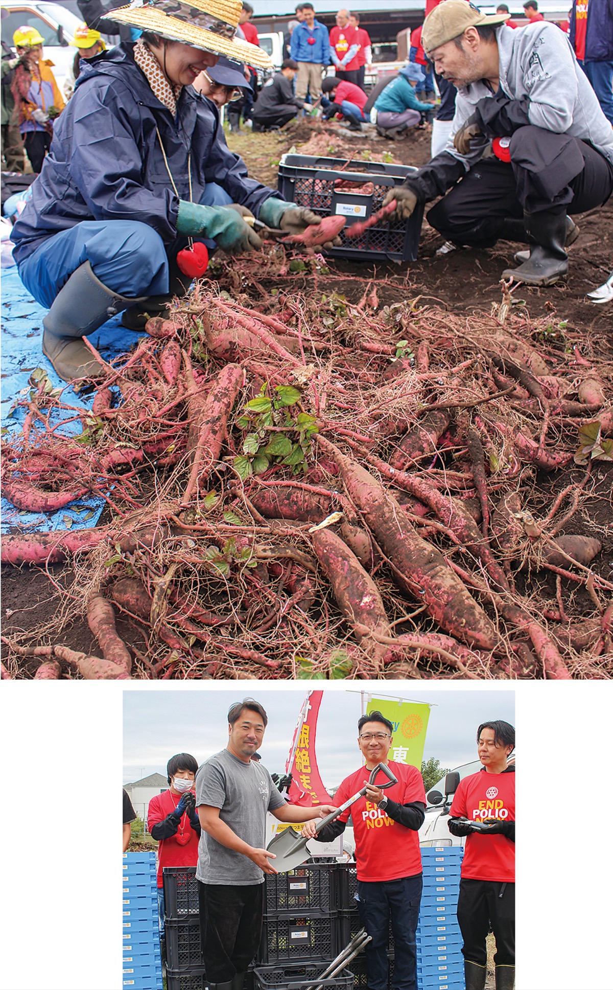 障害者らとサツマイモ収穫