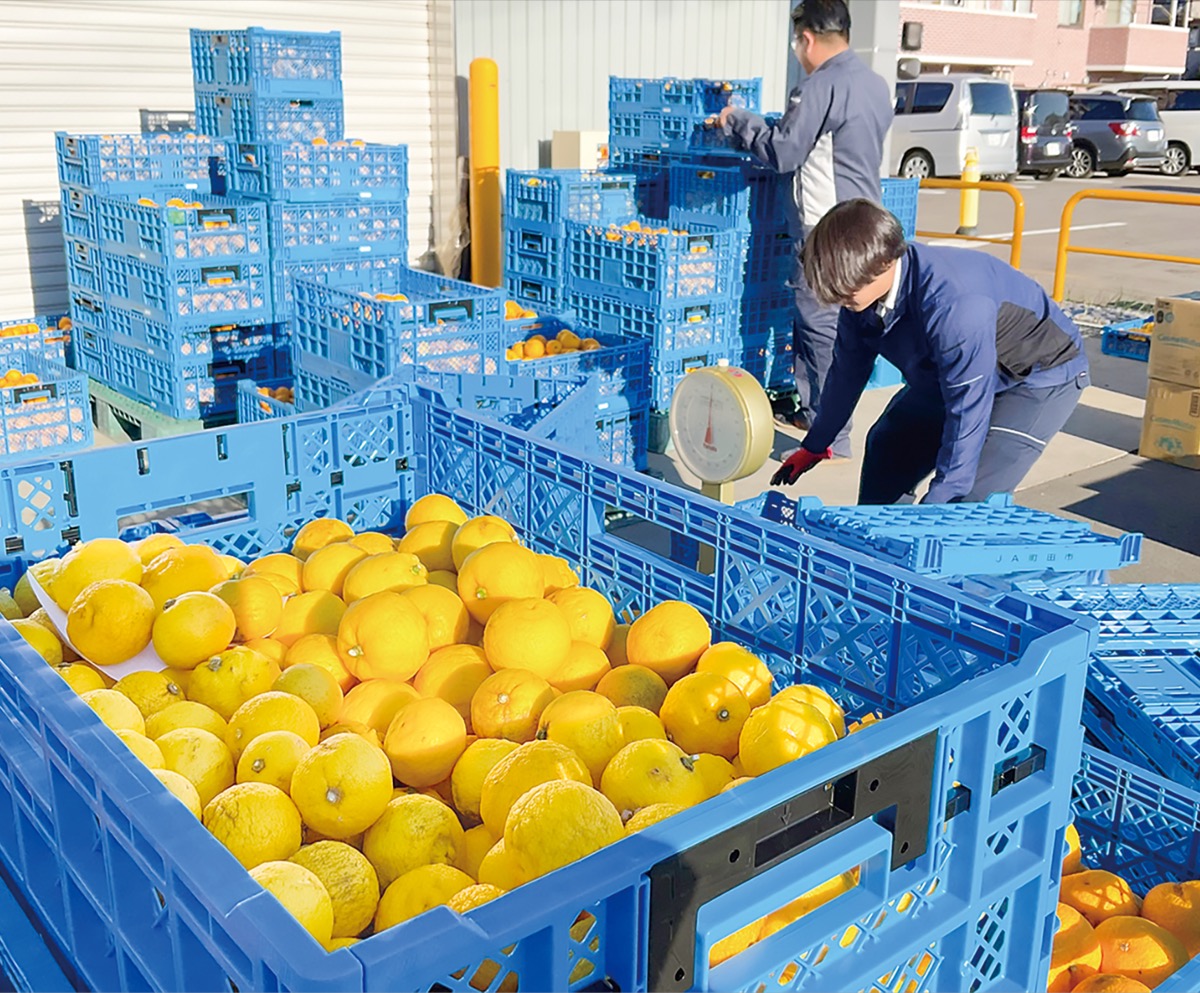 師走彩るユズ出荷