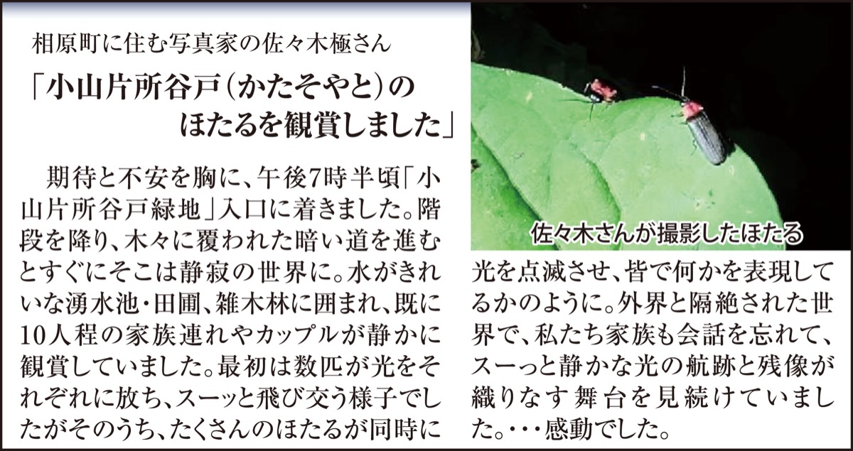 今年も小山の緑地にホタル (写真2)