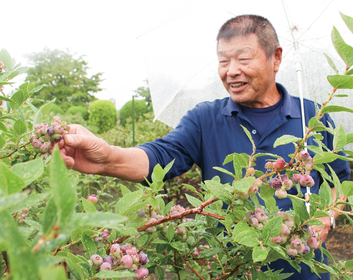 ブルーベリーの実をつむ重臣さん。市内の土壌は「酸性寄り」で生産するのに適しているという