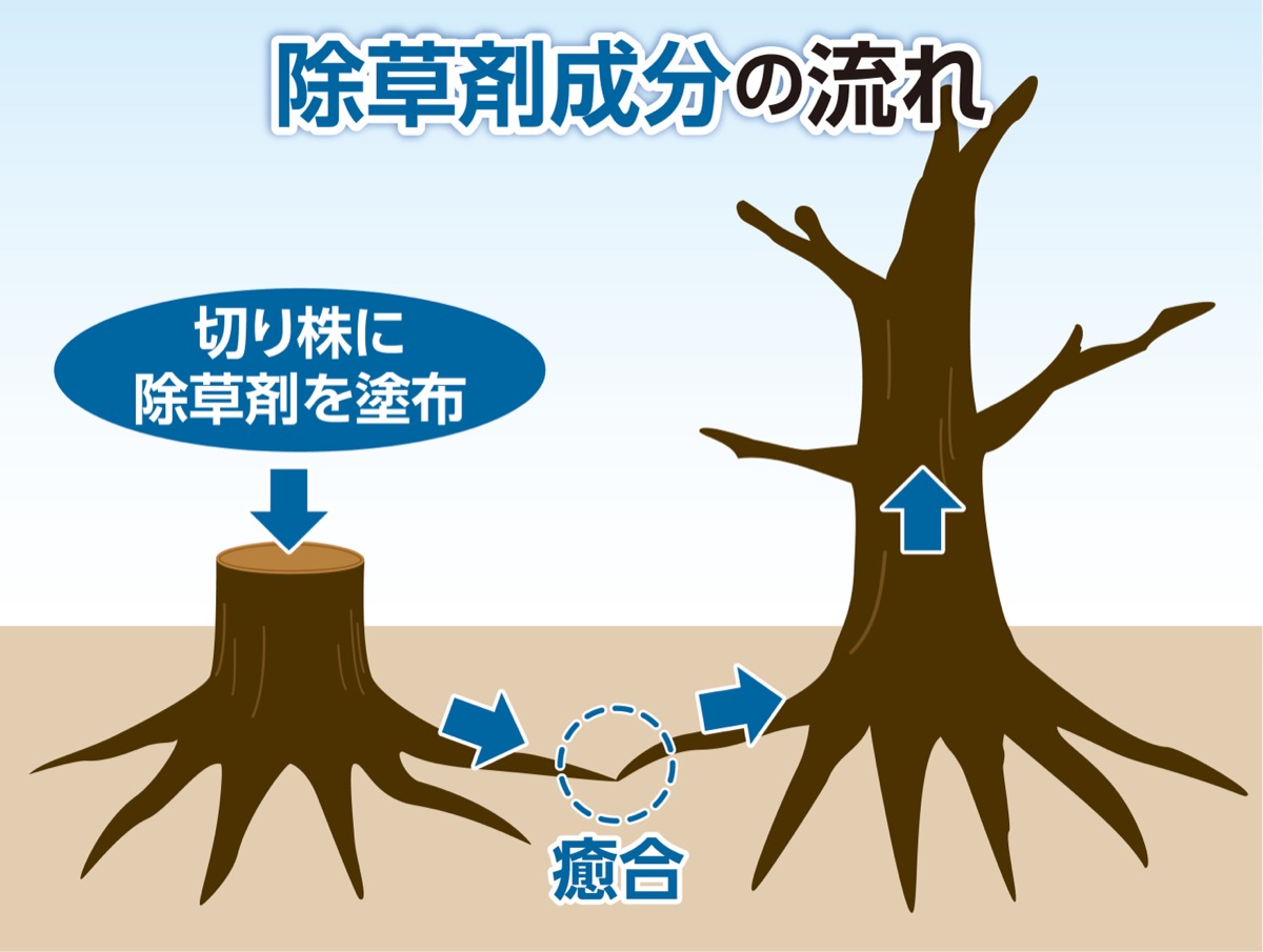 街路樹54本が枯れる (写真3)