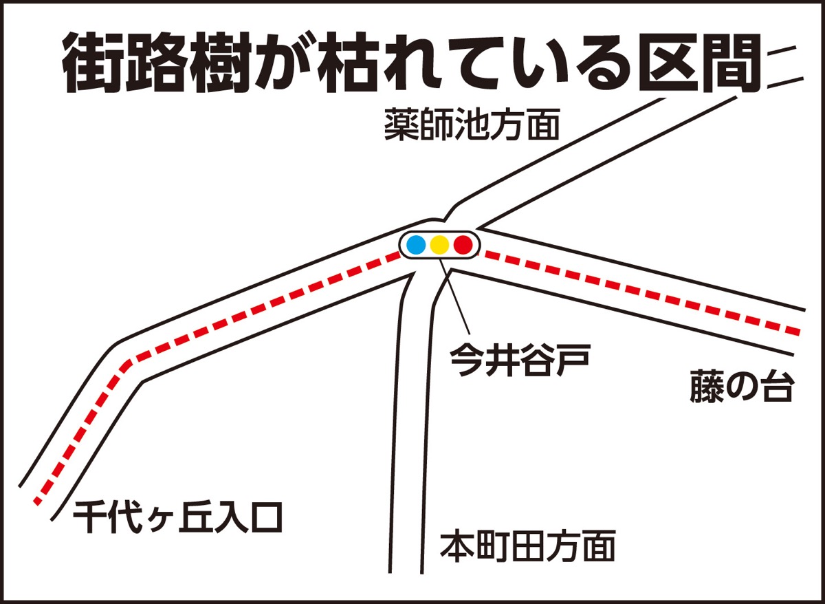 街路樹54本が枯れる (写真2)