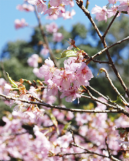 ６００系統の桜を堪能できる【3月14日撮影】