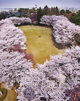 よみうりランドの桜（樋口さん撮影）
