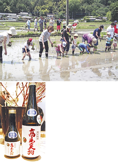 昨年開催時の様子（上）／その田でできた米で作られた日本酒「高尾の天狗」