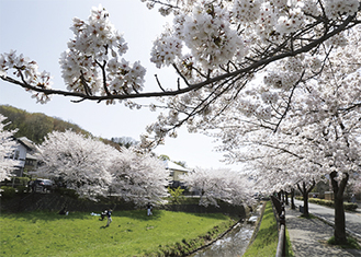 兵衛川の桜。みなみ野大橋（西片倉）近く。３月31日撮影