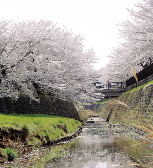 湯殿川沿いの桜＝昨年3月31日撮影