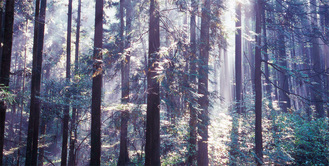 「大杉に霞がかかり、朝はどっぷり霊山に戻る」という高尾山。その様子を山岳写真家の山口芳男さん（青梅市在住）が撮影した。山に育つ大杉原は樹齢500年以上と言われる