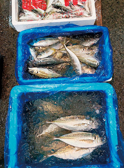 豊洲などから毎朝、鮮魚を仕入れている同市場。今の時期はアジやイワシがお薦めという