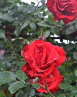八王子市内にあるローズガーデンのバラ（ジュリア）＝2020年5月19日撮影