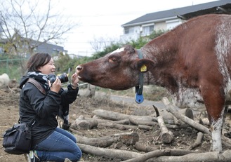 小比企町の磯沼ミルクファームで牛の撮影をする高田さん
