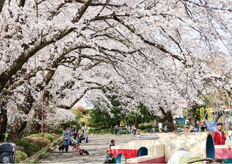 市内での桜開花の様子＝読者提供（2014年）