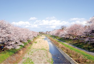 南浅川の桜（過去）＝島峰譲さん提供写真