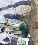｢標本木｣を確認する市職員（3月15日撮影）