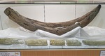 牙の化石の複製と実物がコニカミノルタ サイエンスドームに＝源原さん提供