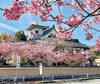 道の両脇に植栽されている河津桜 ＝３月２日撮影