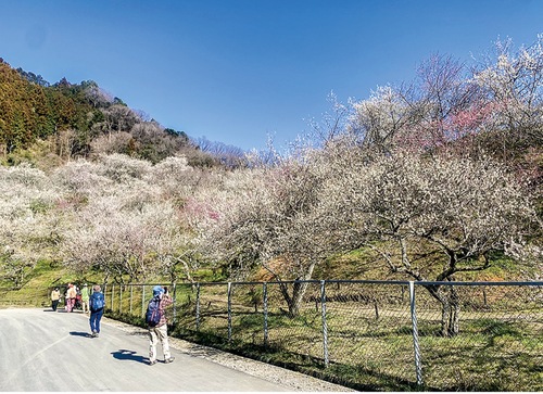 見頃を迎え多くのハイカーが訪れる木下沢梅林＝写真は昨年