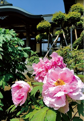 境内に色とりどりの牡丹が咲き誇る