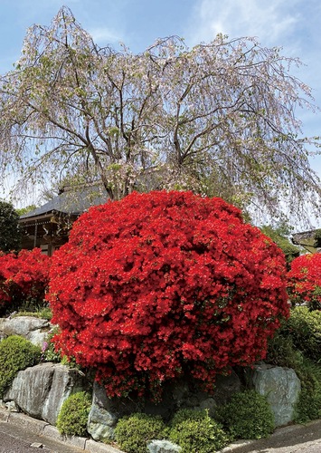 まるで風船のように丸いキリシマツツジ＝４月22日