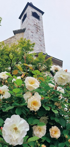 連休明けから徐々に開花 ＝５月９日撮影
