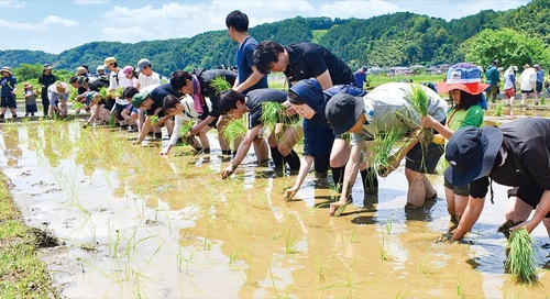 昨年の田植えの様子