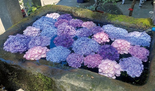 見た目も涼やかな同店敷地内にある花手水