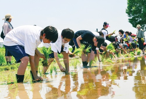 高月町の水田で昔ながらの手作業で田植えをする中学生ら