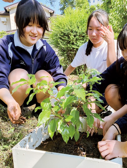 長崎県の被爆樹木二世・クスノキを花壇に植える生徒たち