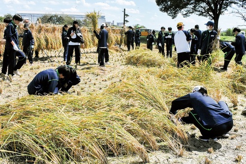 昔ながらの手作業で稲刈りをする中学生ら