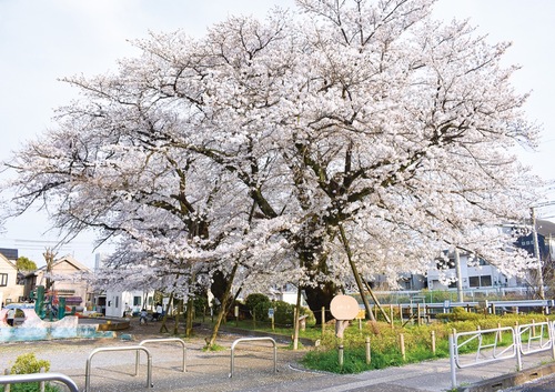 2025年春に最期を知らせるように咲き誇った小門公園の桜