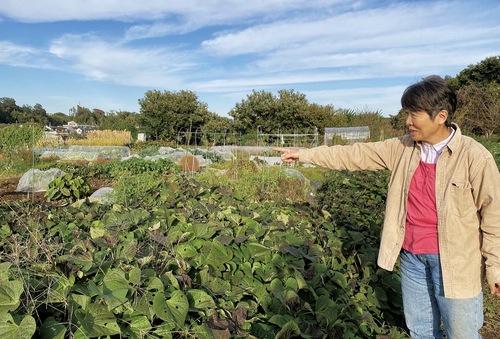 小比企町にある市民農園を案内する飛田理事長。利用者が丹精込めて育てた白菜やナス、青唐辛子などがところどころに見られた。