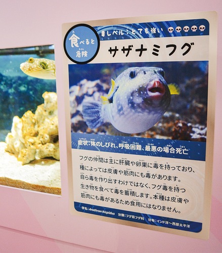 トレーディングカード風に生き物が紹介されている