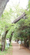 市内樹木を一斉点検