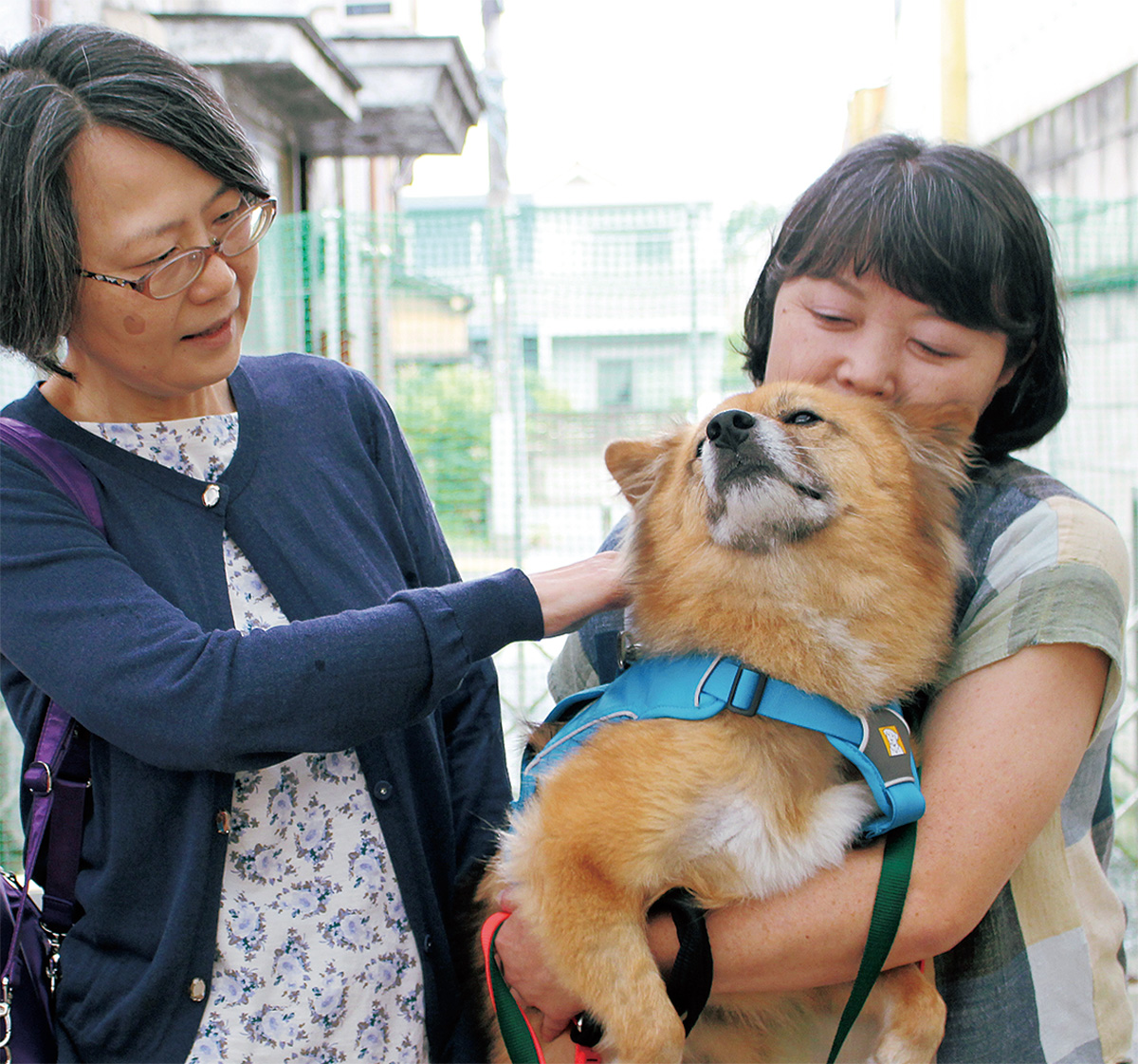 行き場ない犬と「家族」繋ぐ