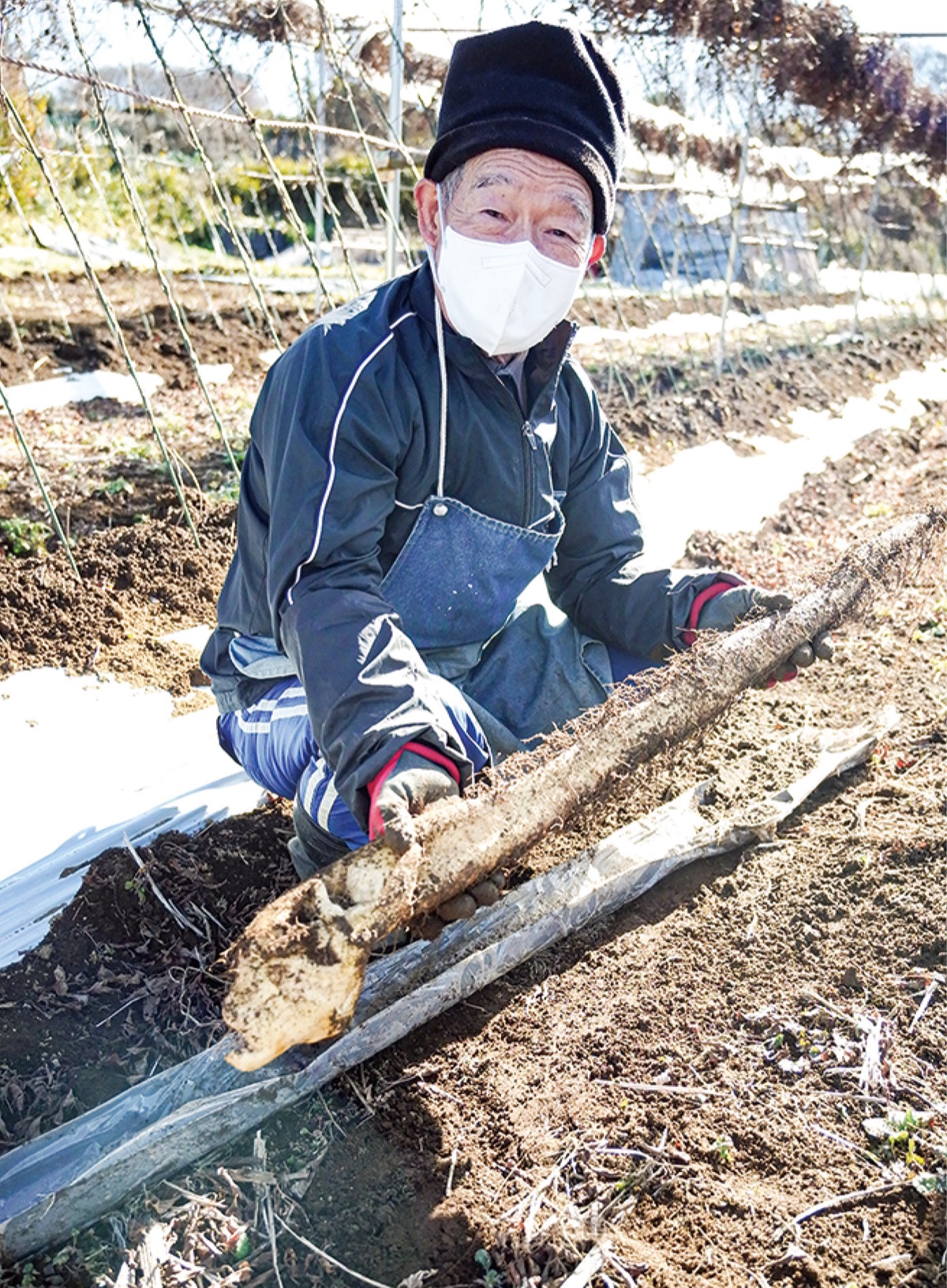 自然薯の収穫始まる (写真1)