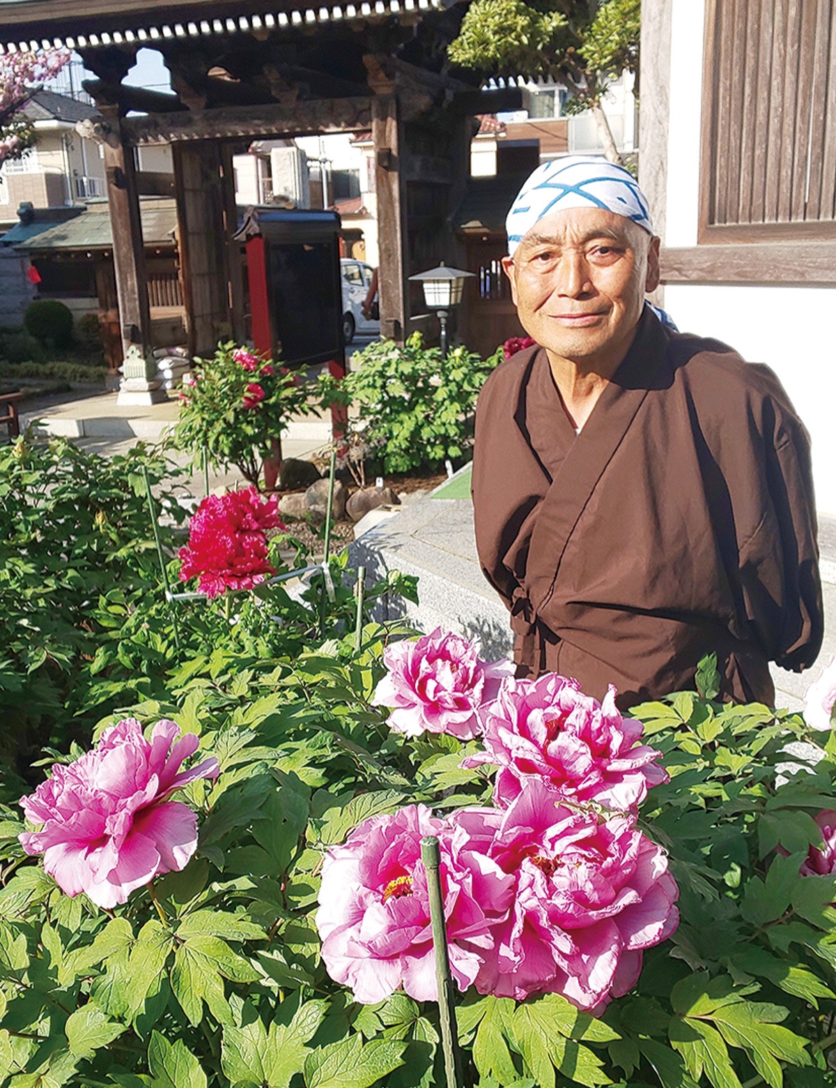 牡丹 牡丹苗販売｜正月牡丹販売｜中村農園｜島根県松江市│大根島
