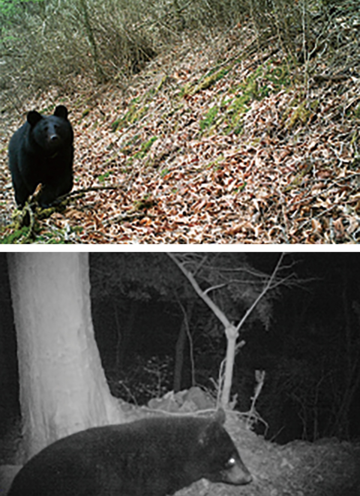 改正法 クマ駆除迅速化へ