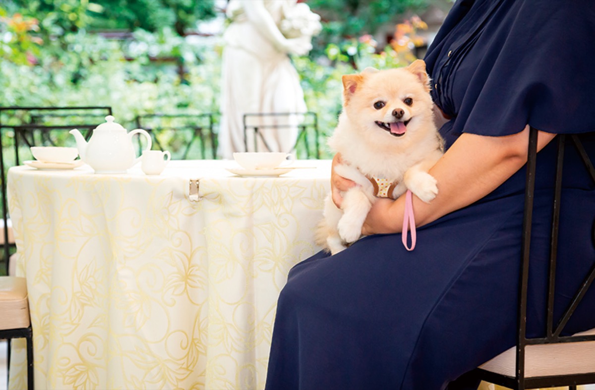 愛犬とテラスランチを