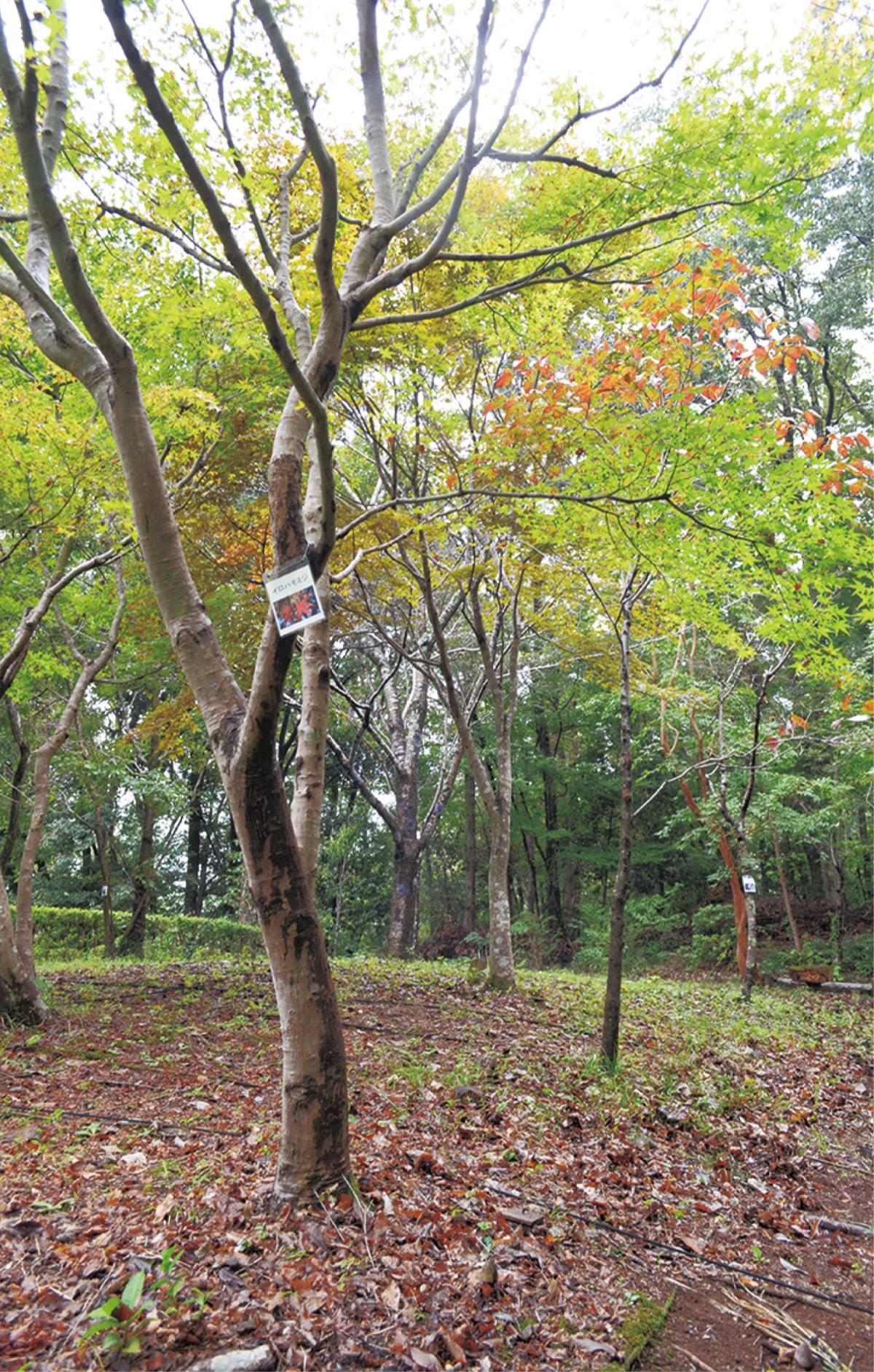 森の自然を守る保全活動