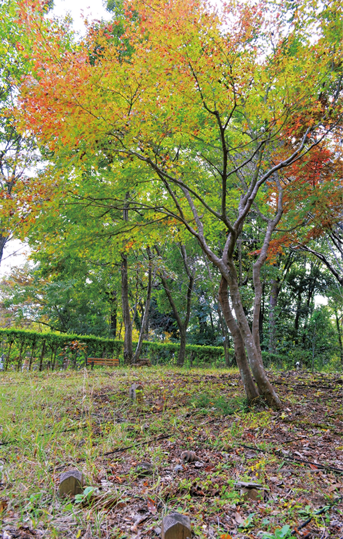お一人様・墓じまいの相談も