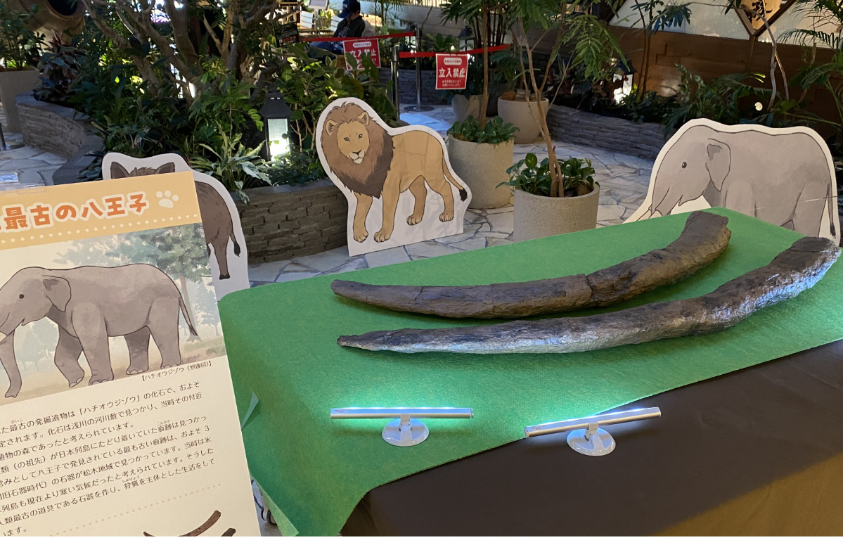 出張 セレオに博物館