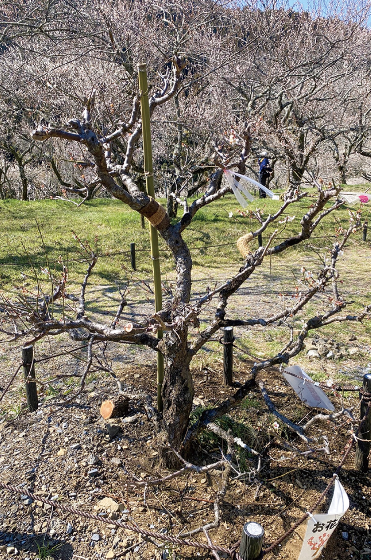 高尾梅郷協会が移植した、伐採予定だった地域住民宅の梅＝同日撮影