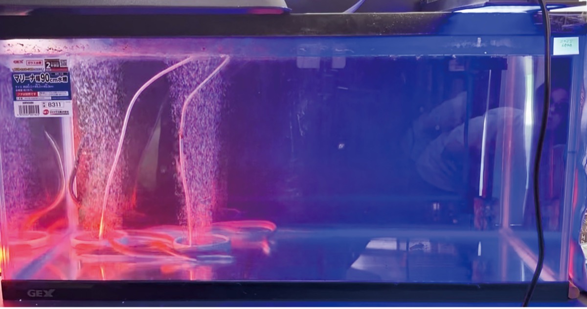 赤い光に集まるウナギ(本人提供)