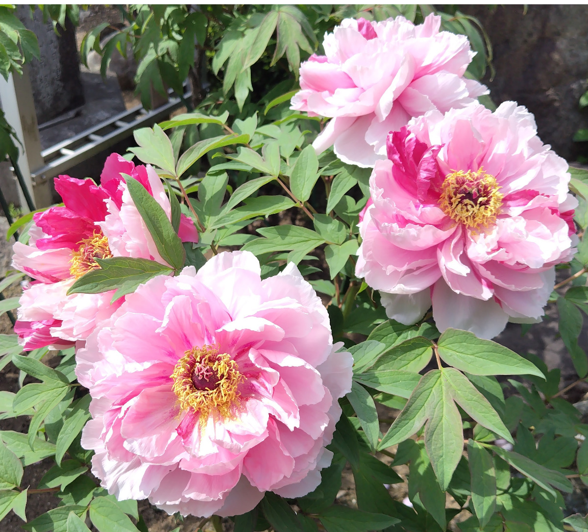 絞り咲きの「島錦」