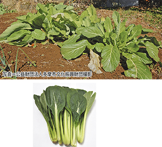 （上）井上さん宅で栽培されている野菜（下）スーパーで販売されているコマツナ