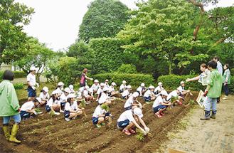いわき市でクロマツを植える小学生たち