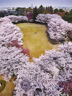 写真は樋口さん撮影の「よみうりランドの桜」