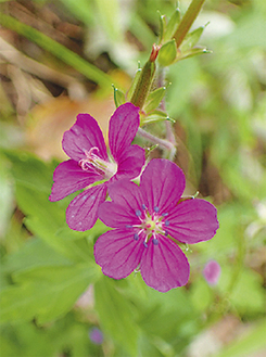 よこみね緑地に咲くゲンノショウコ＝同センター提供