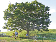 「つどいの木」残すために